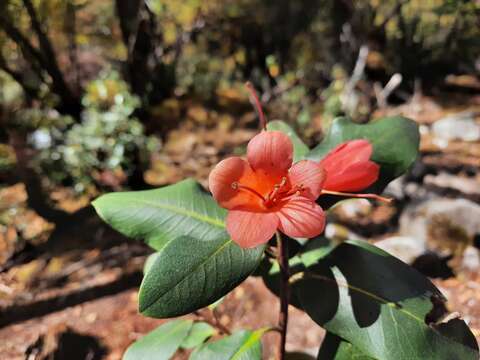 Imagem de Rhododendron cinnabarinum Hook. fil.