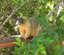 Image of Sciurus niger bachmani Lowery & Davis 1942