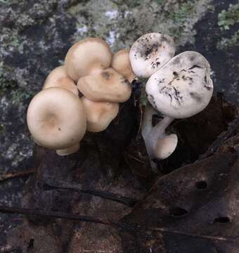 Image de Clitocybe americana H. E. Bigelow 1976