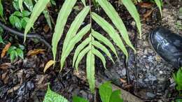 Image of Pteris formosana Bak.