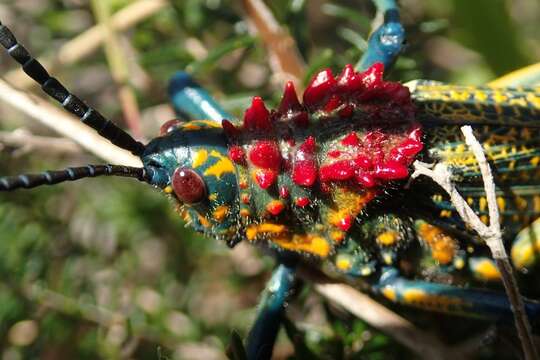 Image of Rainbow Milkweed Locust