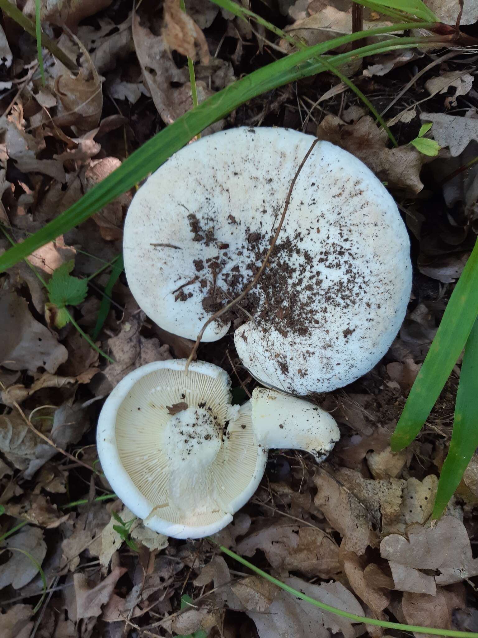 Image de Lactifluus bertillonii (Neuhoff ex Z. Schaef.) Verbeken 2011