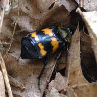 Nicrophorus (Nicrophorus) tomentosus (Weber 1801) resmi