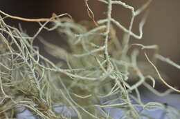 Слика од Usnea glabrescens (Nyl. ex Vain.) Vain.