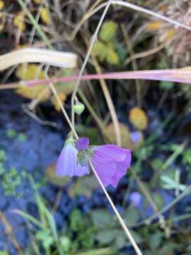 Imagem de Sidalcea calycosa M. Jones