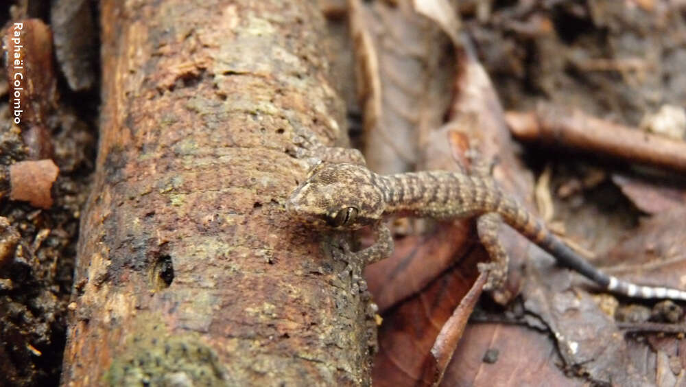 Image of Honduras Leaf-toed Gecko