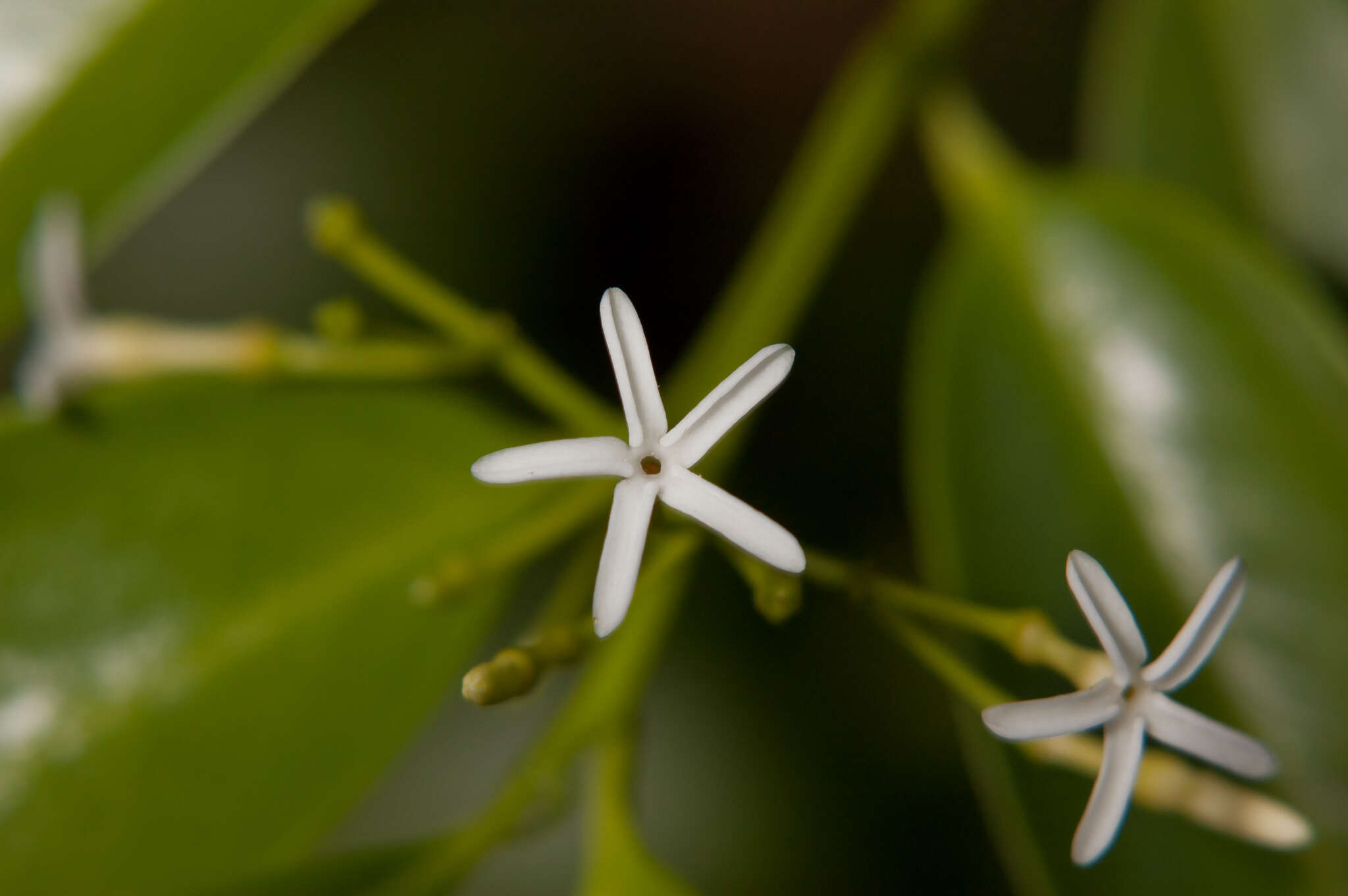 Image of tearshrub