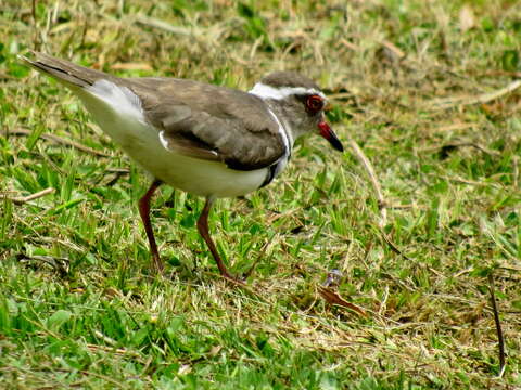 Слика од Charadrius tricollaris tricollaris Vieillot 1818