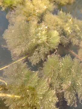 Image of leafy bladderwort