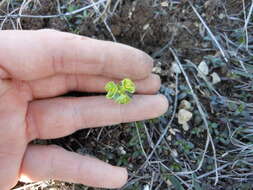 Image of wedgeleaf spurge