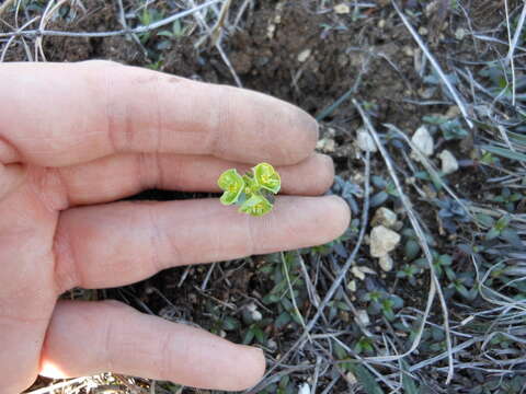 Euphorbia longicruris Scheele resmi