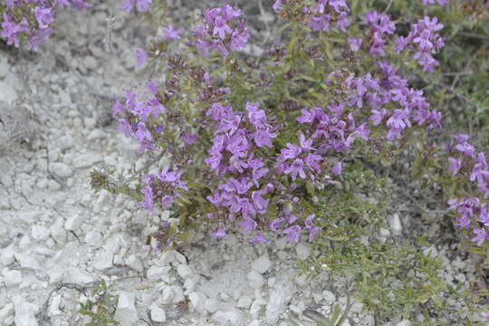 Image of Thymus calcareus Klokov & Des.-Shost.