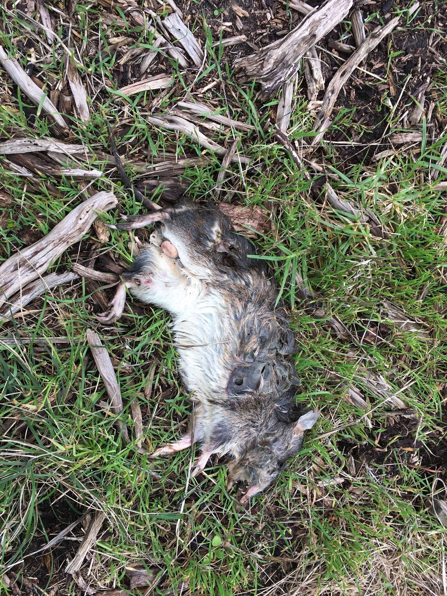 Image of Long-nosed Bandicoot