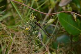 Image of Ranger Dragonfly