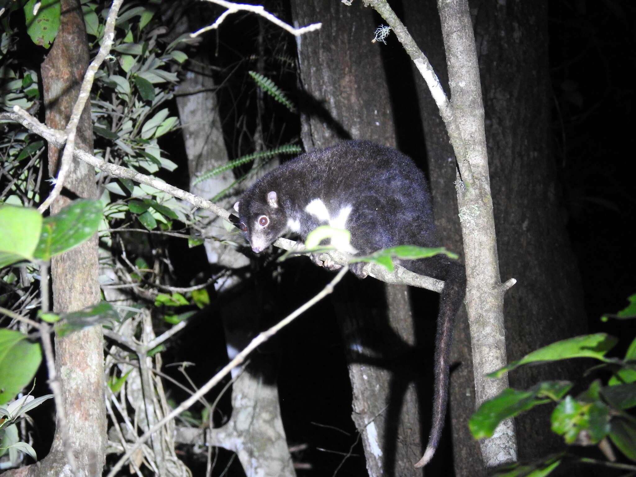 Image of Herbert River Ringtail Possum