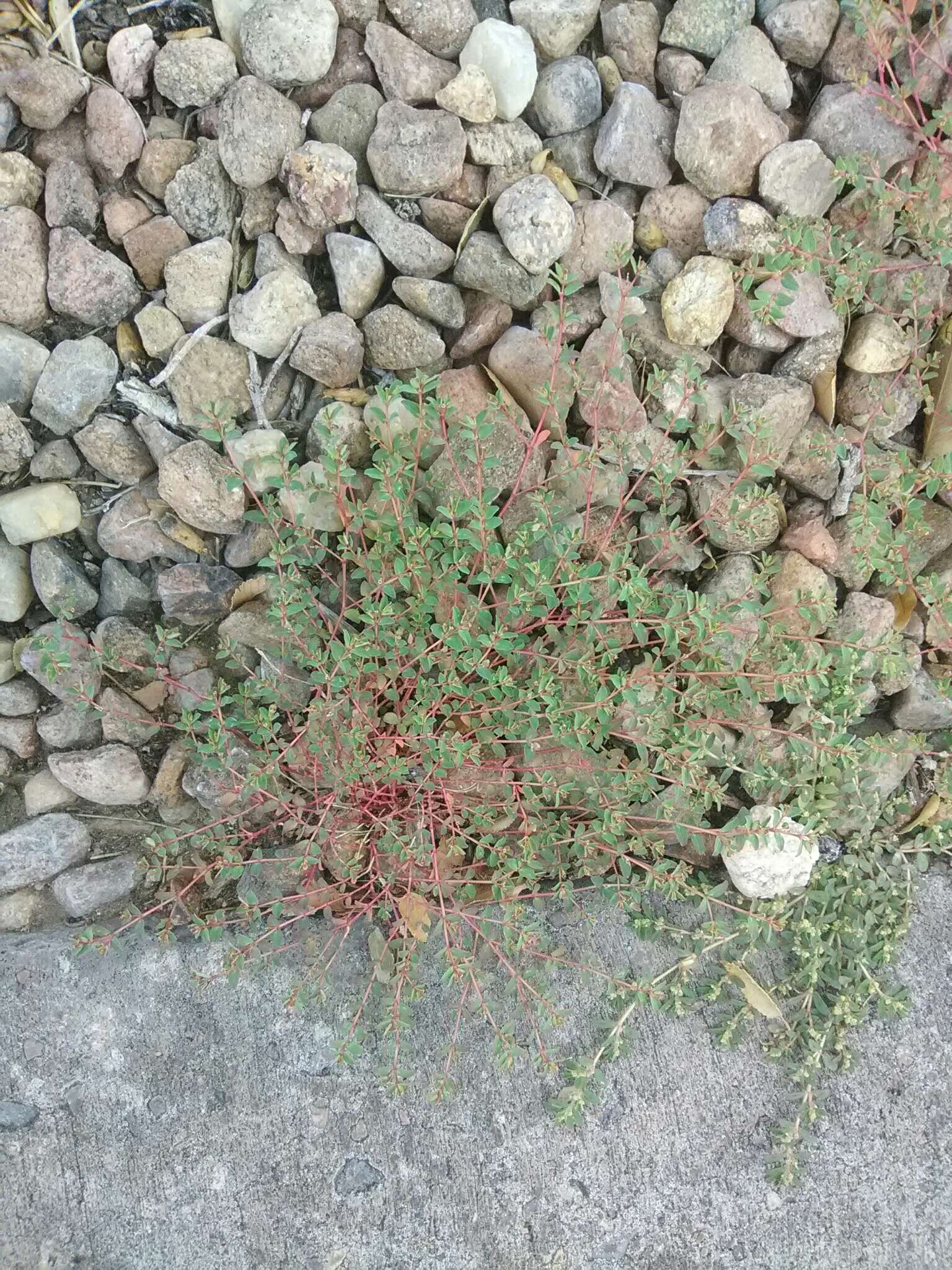 Image de Euphorbia vermiculata Raf.