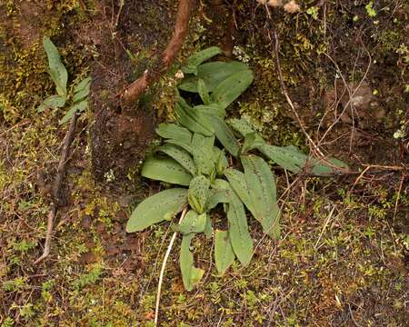 Image of Dense-flowered orchid