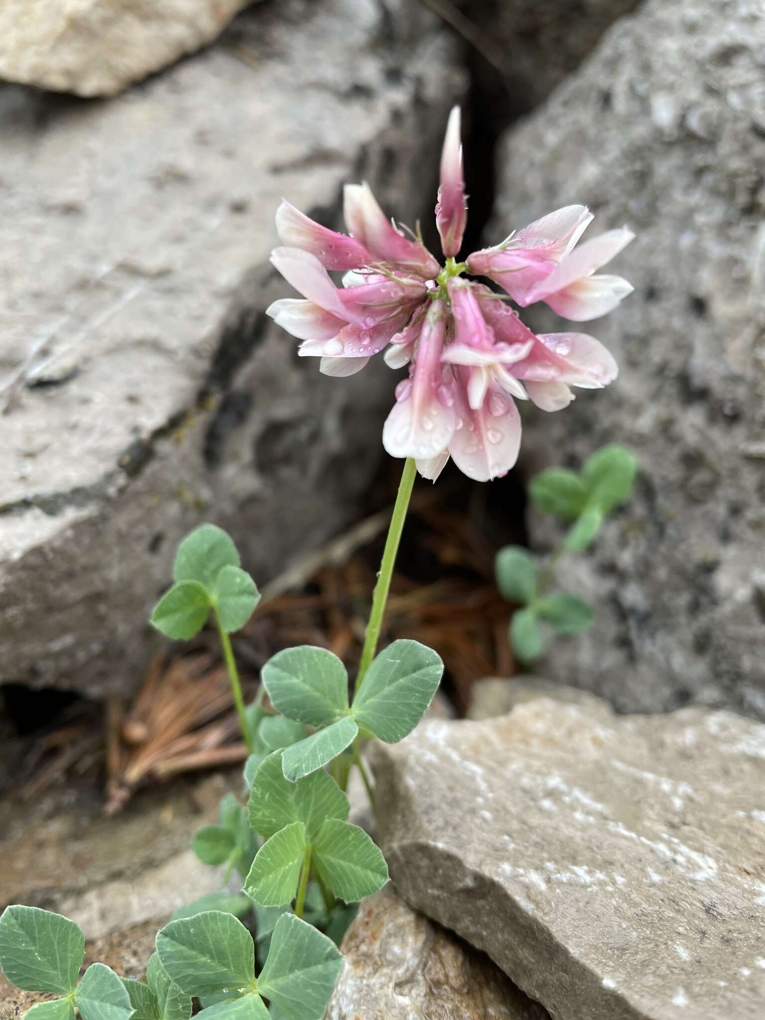 Image de Trifolium haydenii Porter