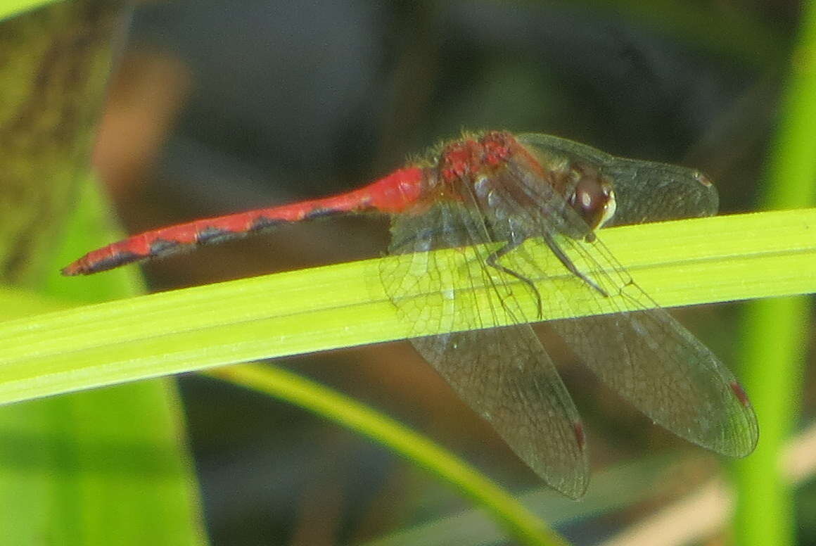 Image of White-faced Meadowhawk