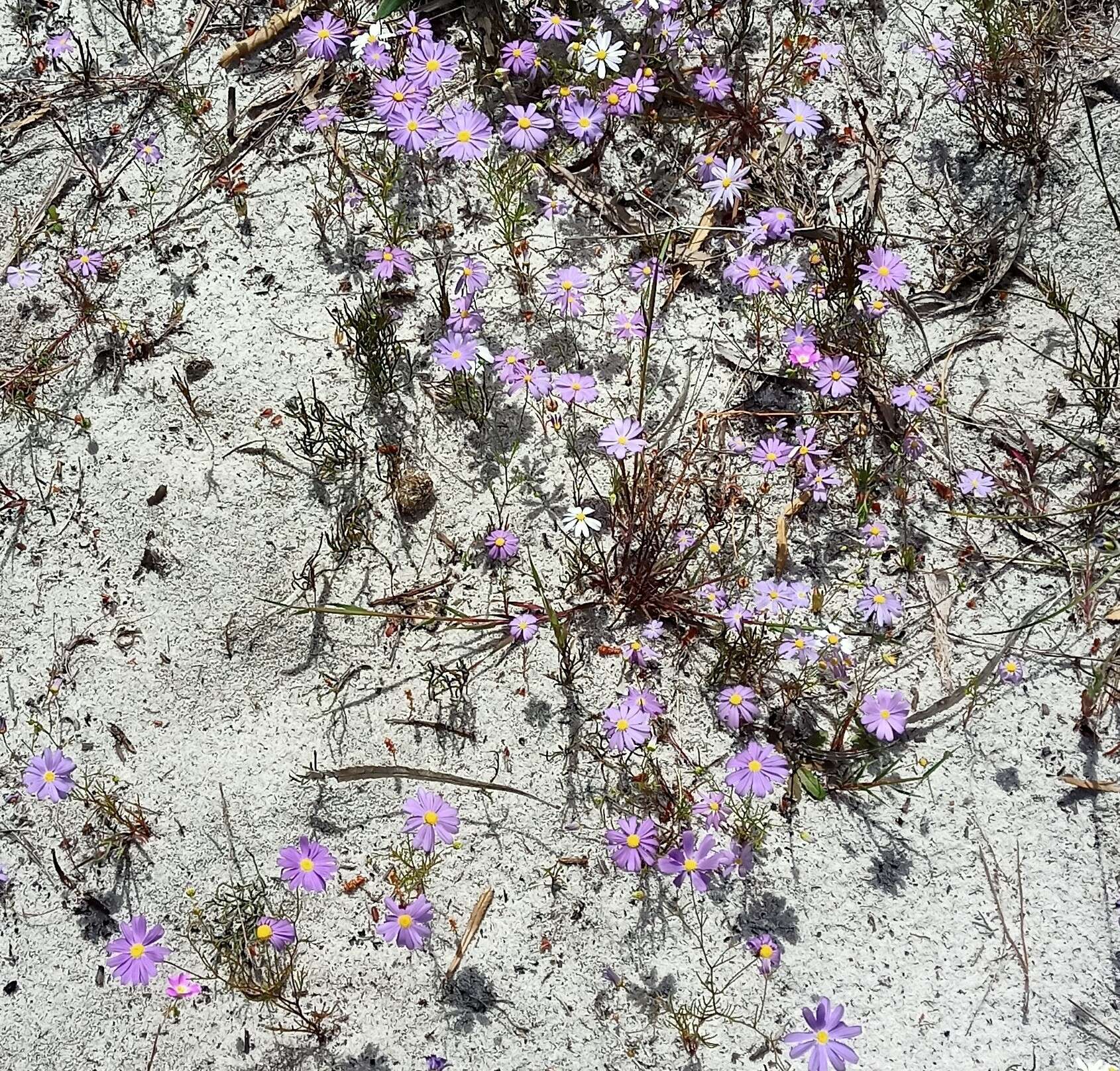 Image of Brachyscome iberidifolia Benth.