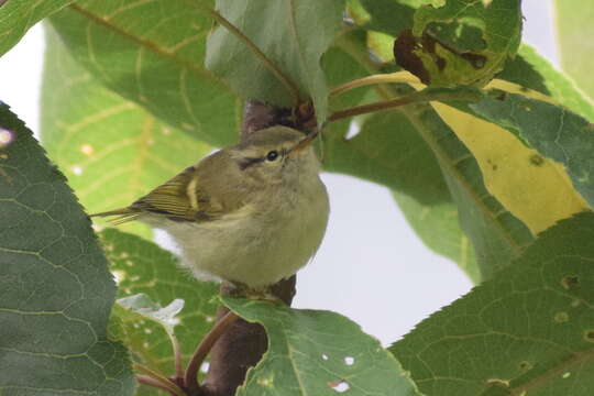 Image of Buff-barred Warbler