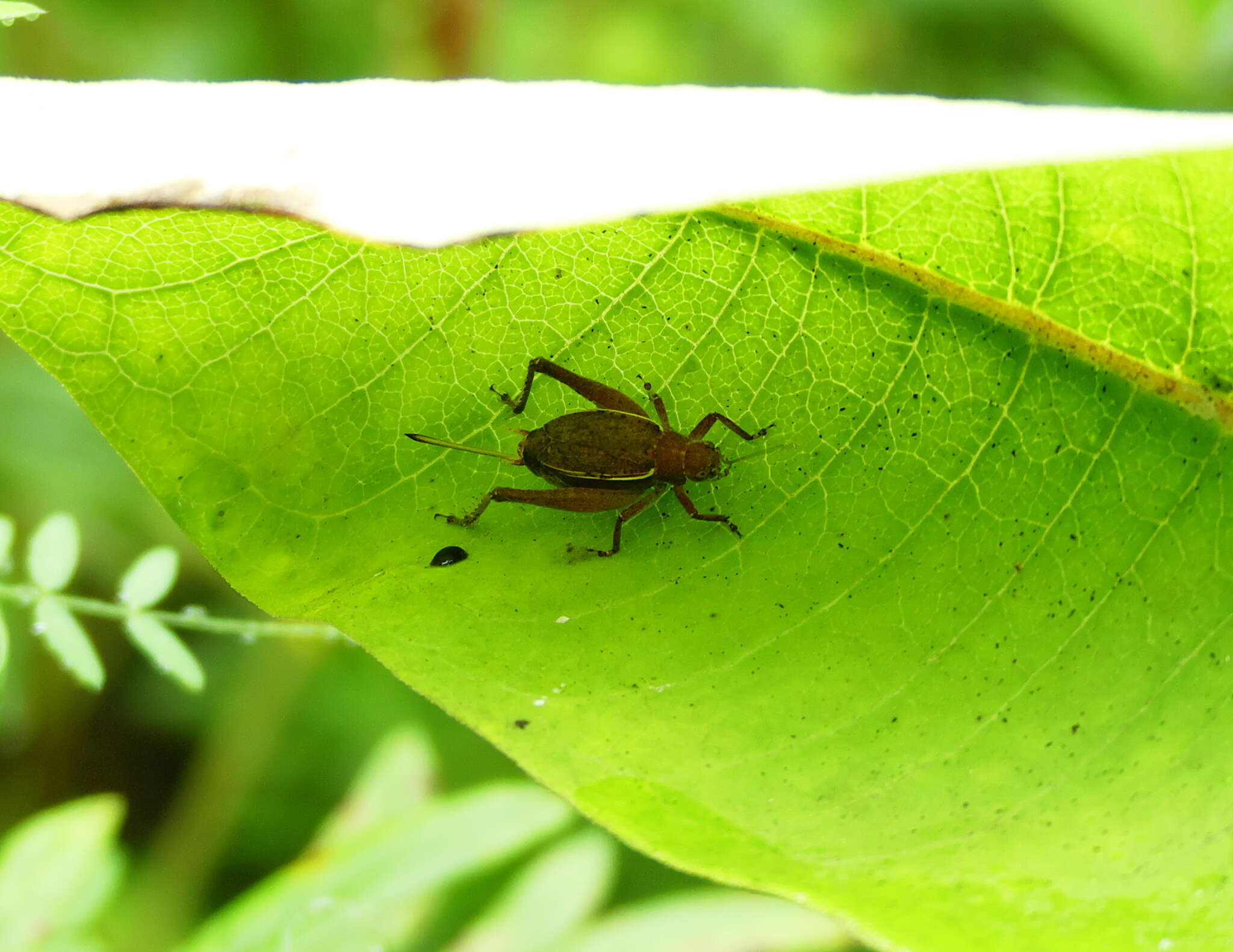 Image of Restless Bush Cricket