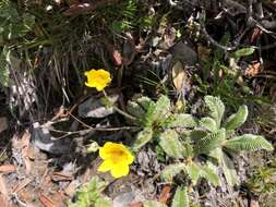 Image de Argentina tugitakensis (Masam.) Soják