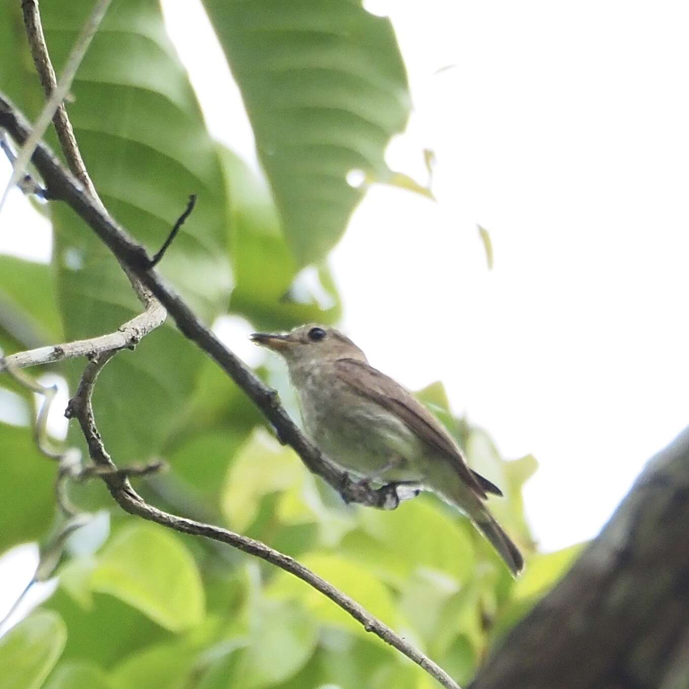 Image of Brown-streaked Flycatcher