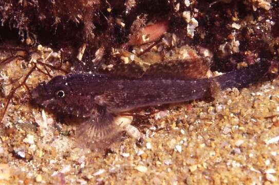 Image of Sculptured goby