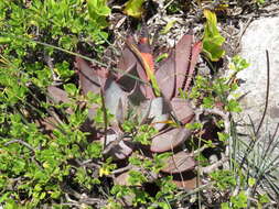 Image of Aloe microstigma subsp. framesii (L. Bolus) Glen & D. S. Hardy