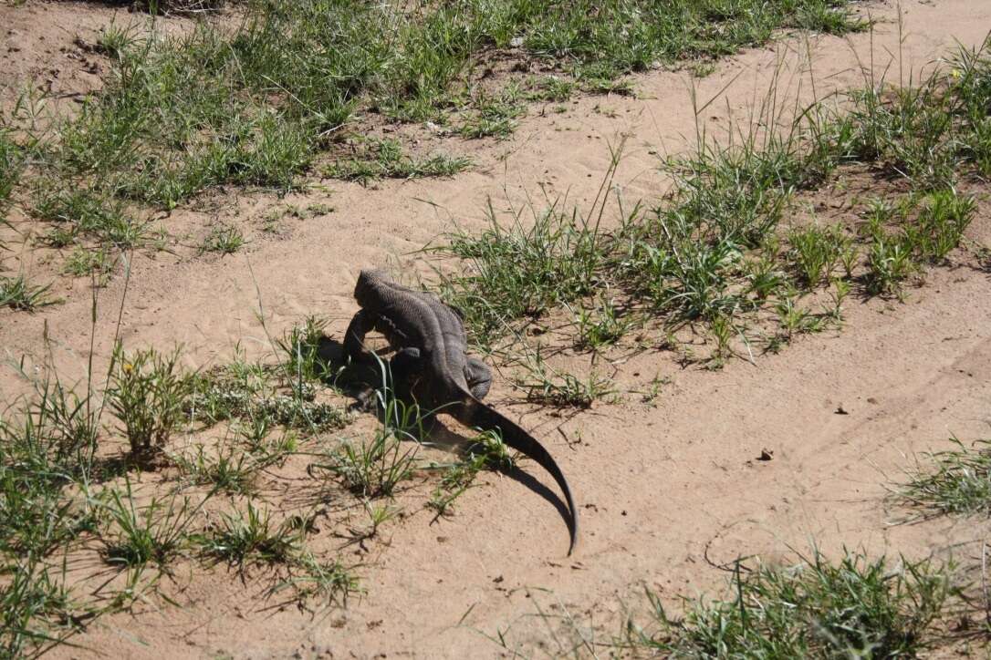 Image of Varanus albigularis angolensis Schmidt 1933