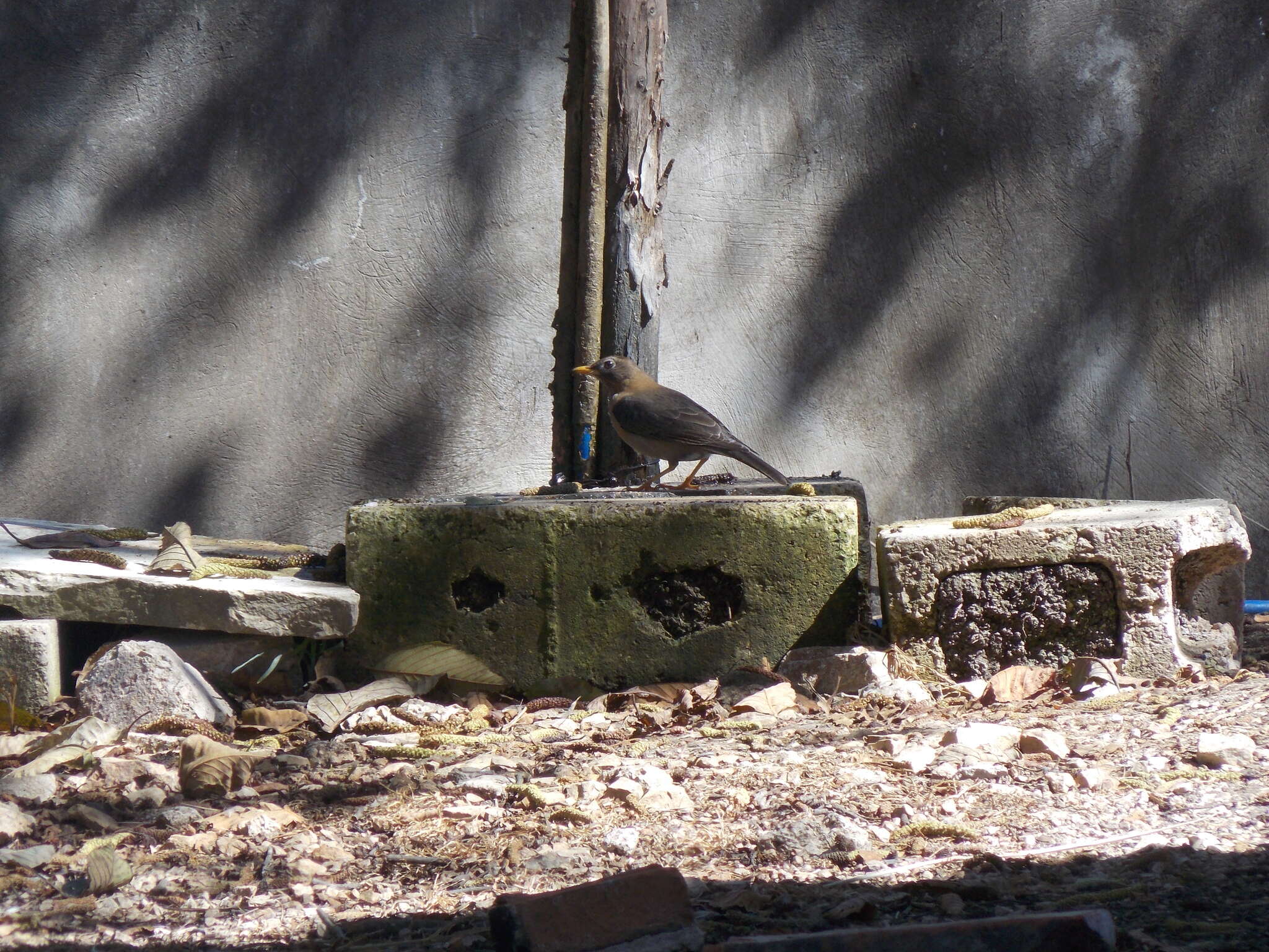 Image of Rufous-collared Robin