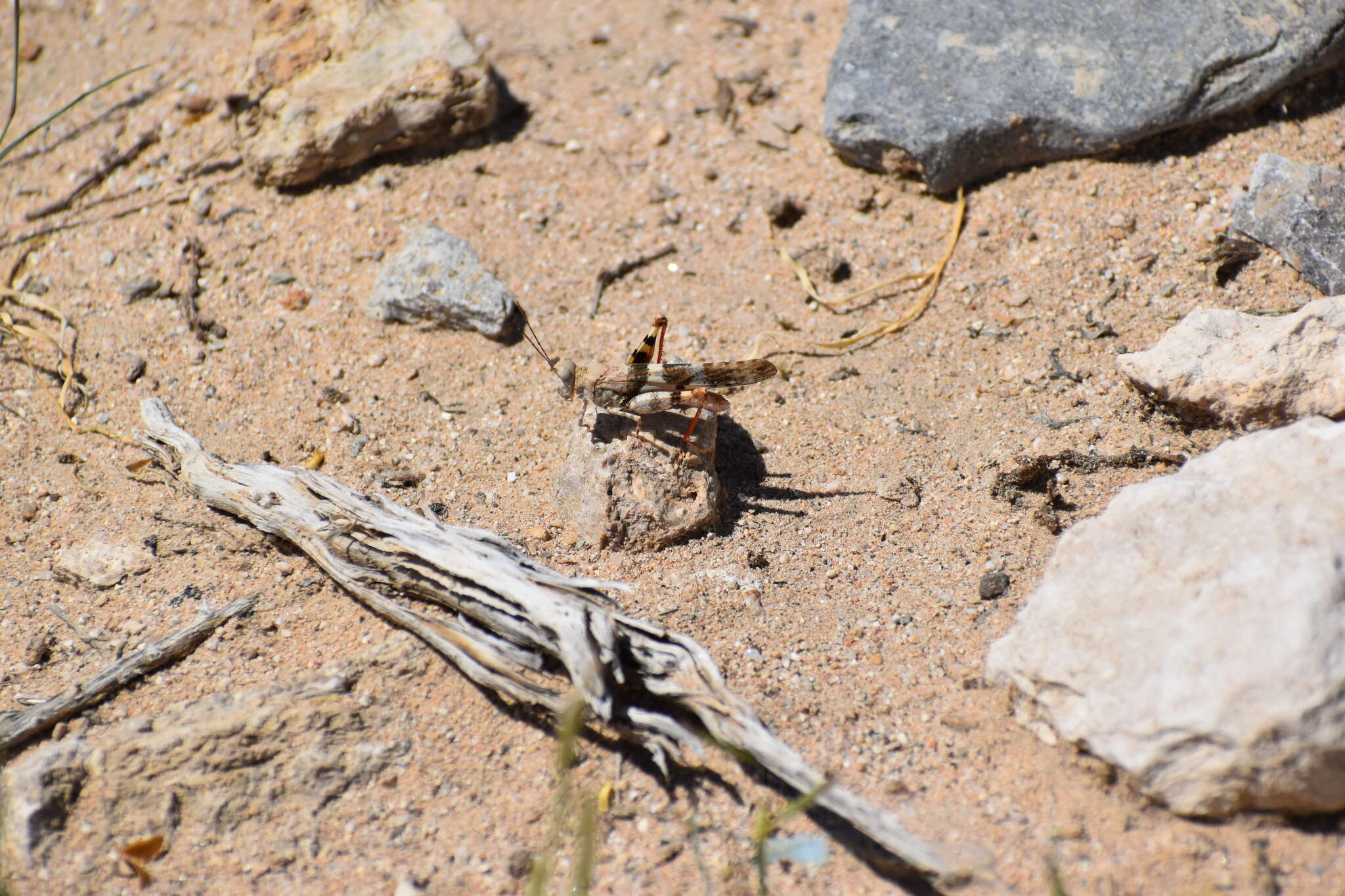 Trimerotropis californica Bruner & L. 1889 resmi