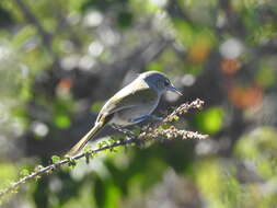 Image de Microligea Cory 1884