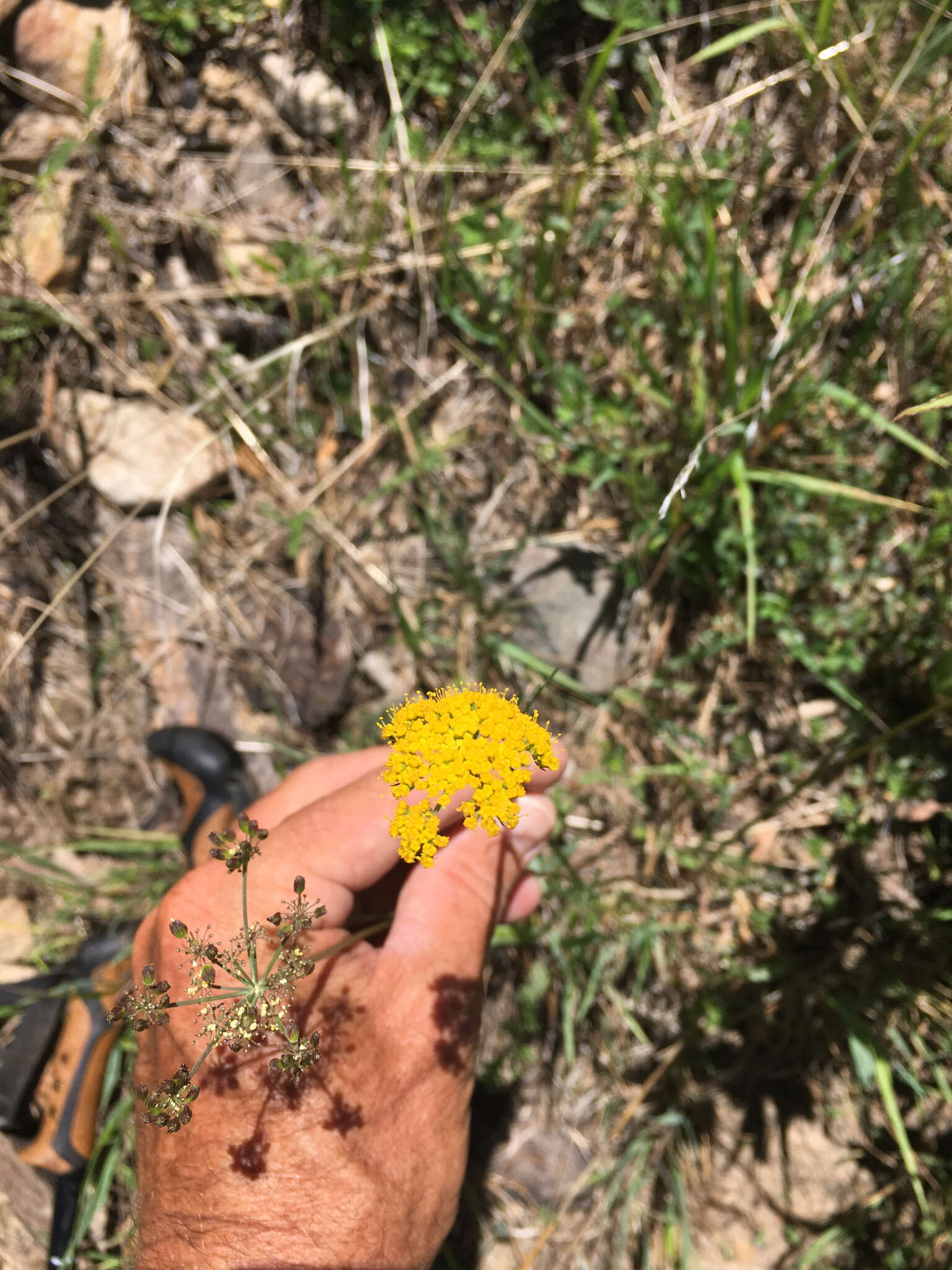 Imagem de Cymopterus lemmonii (J. M. Coult. & Rose) Dorn