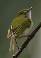 Image of Hangnest Tody-Tyrant