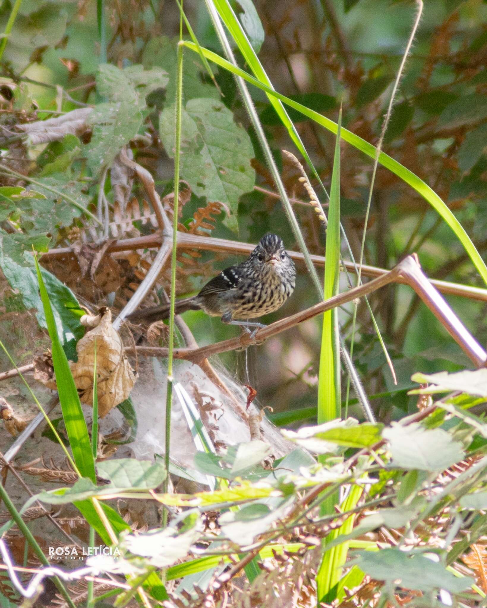 Image of Dusky-tailed Antbird