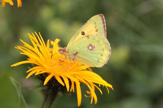 Colias thisoa Ménétriès 1832的圖片