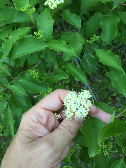 Image de Cornus drummondii C. A. Mey.