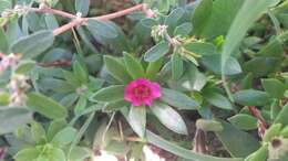 Image of Paraguayan purslane