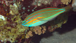 Image of Blue-ribbon wrasse