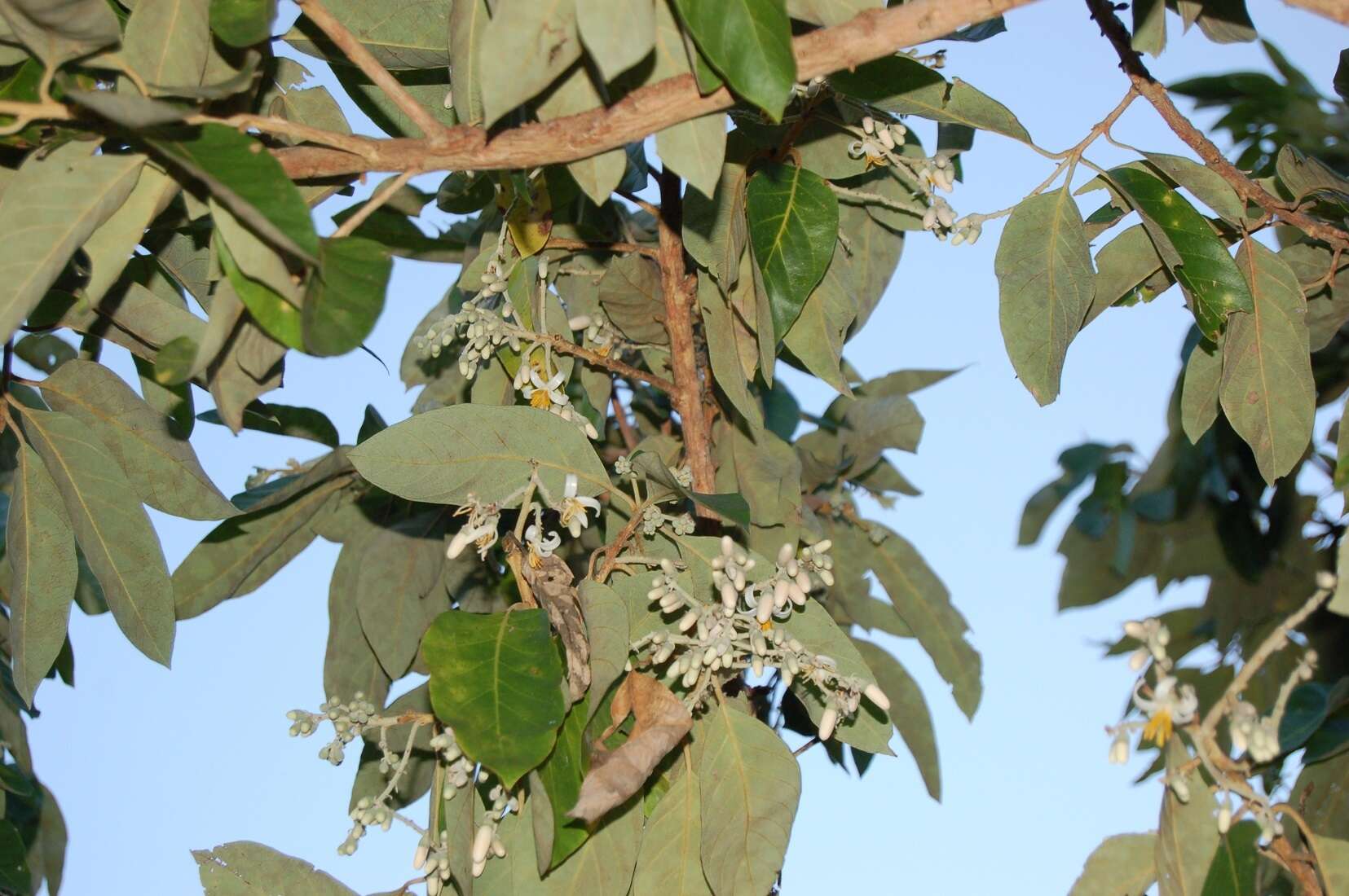 Image of Styrax argenteus Presl