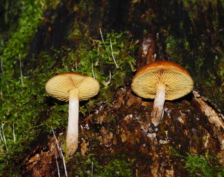 Sivun Gymnopilus allantopus (Berk.) Pegler 1965 kuva