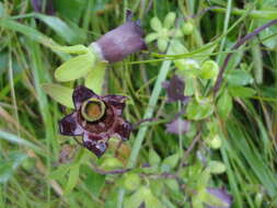 Image of Codonopsis ussuriensis (Rupr. & Maxim.) Hemsl.