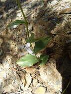 Image of Epipactis lusitanica D. Tyteca