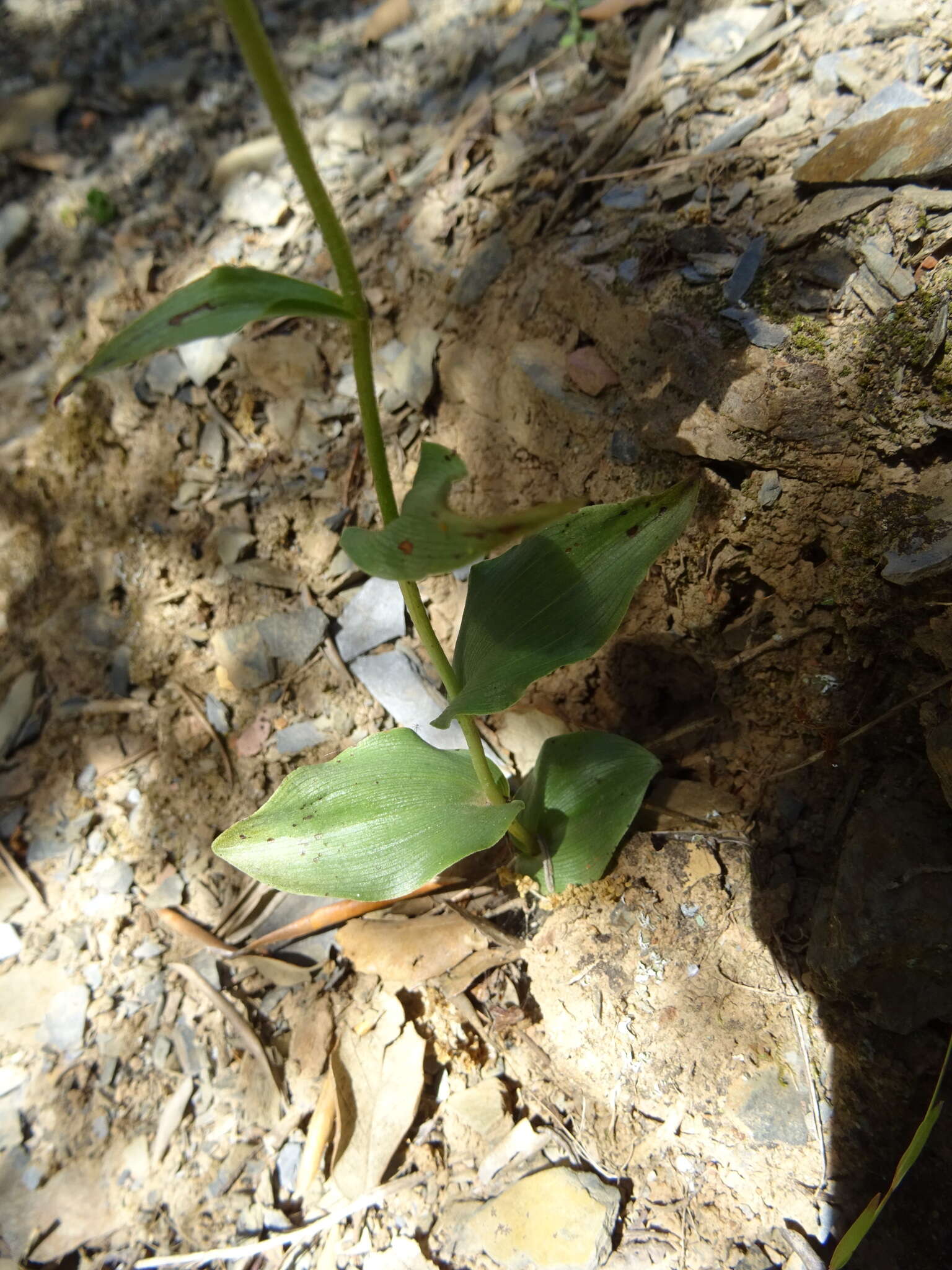 Image of Epipactis lusitanica D. Tyteca