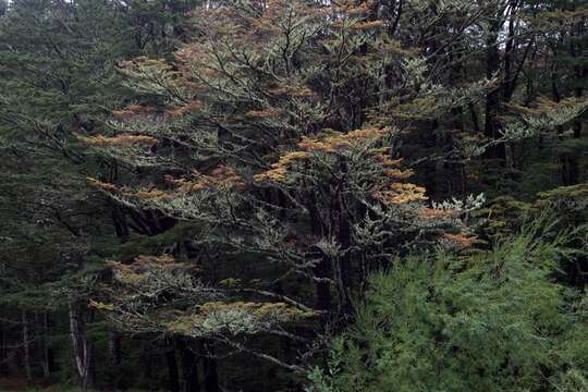 Image of Nothofagus cliffortioides (Hook. fil.) Oerst.