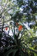 Image of candelabra aloe