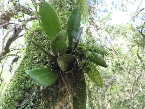 Image of mule-ear orchid