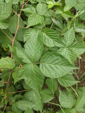 Rubus ferrofluvius H. A. Davis, A. M. Fuller & T. Davis resmi